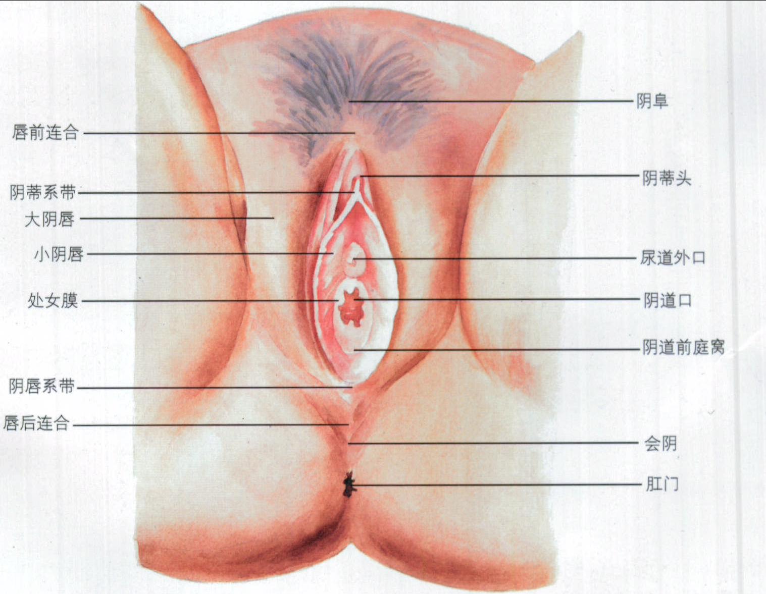 一、生殖器各部的解剖